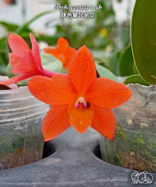 美琪園藝Miki Orchid - 批發詳細頁